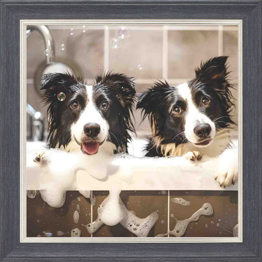 2 Border Collie BB1 Framed Wall Art - Grey with Silver Trim