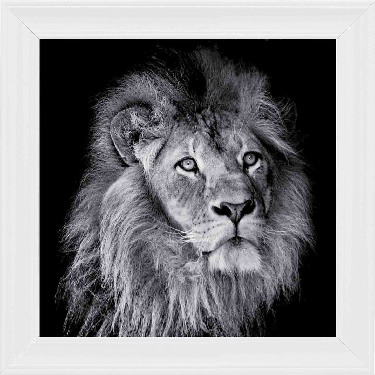 Arrogant Lion Framed Wall Art - White
