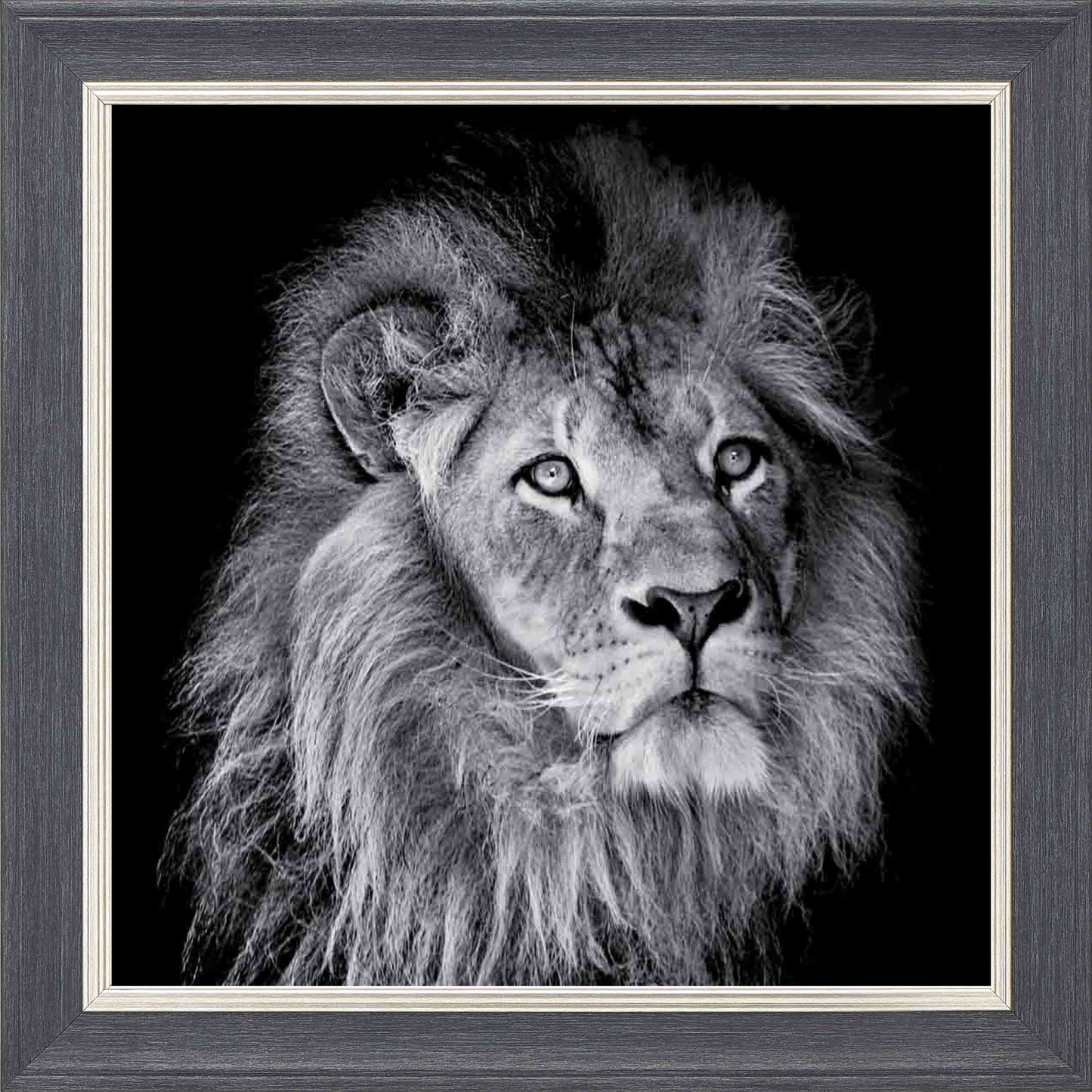 Arrogant Lion Framed Wall Art - Grey with Silver Trim
