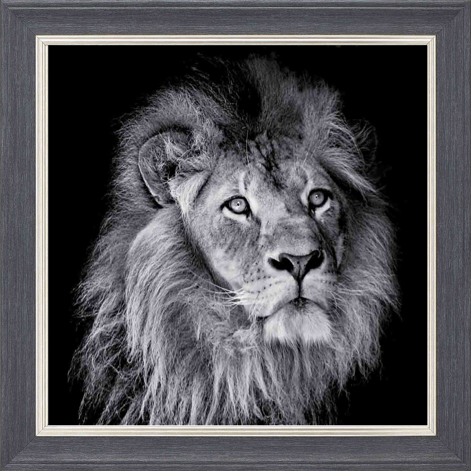 Arrogant Lion Framed Wall Art - Grey with Silver Trim