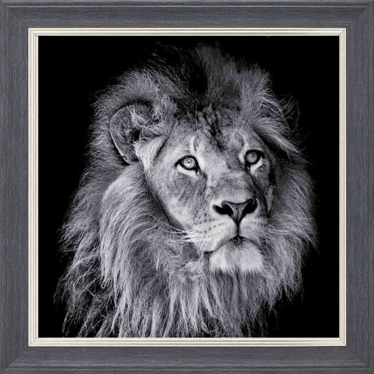 Arrogant Lion Framed Wall Art - Grey with Silver Trim