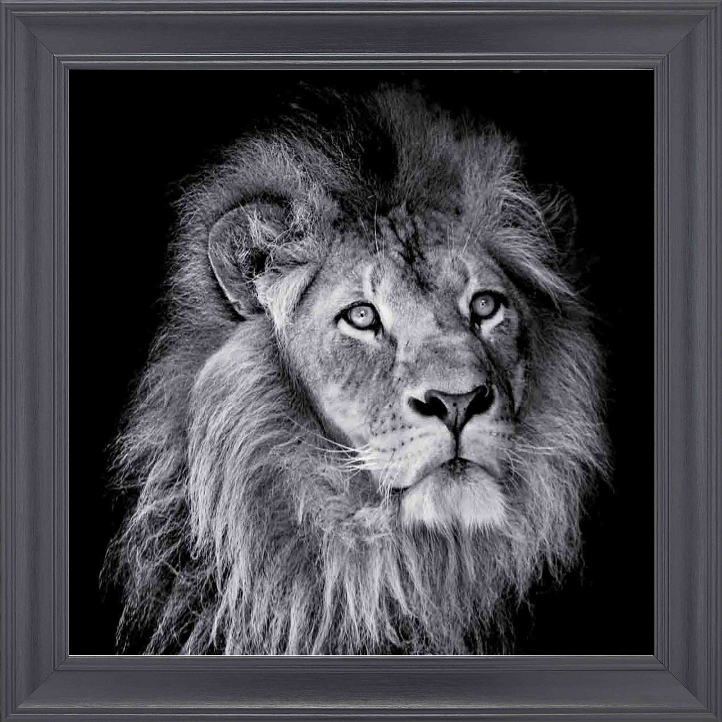 Arrogant Lion Framed Wall Art - Black