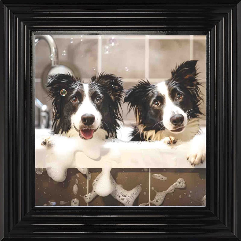 Border Collie Bath Time