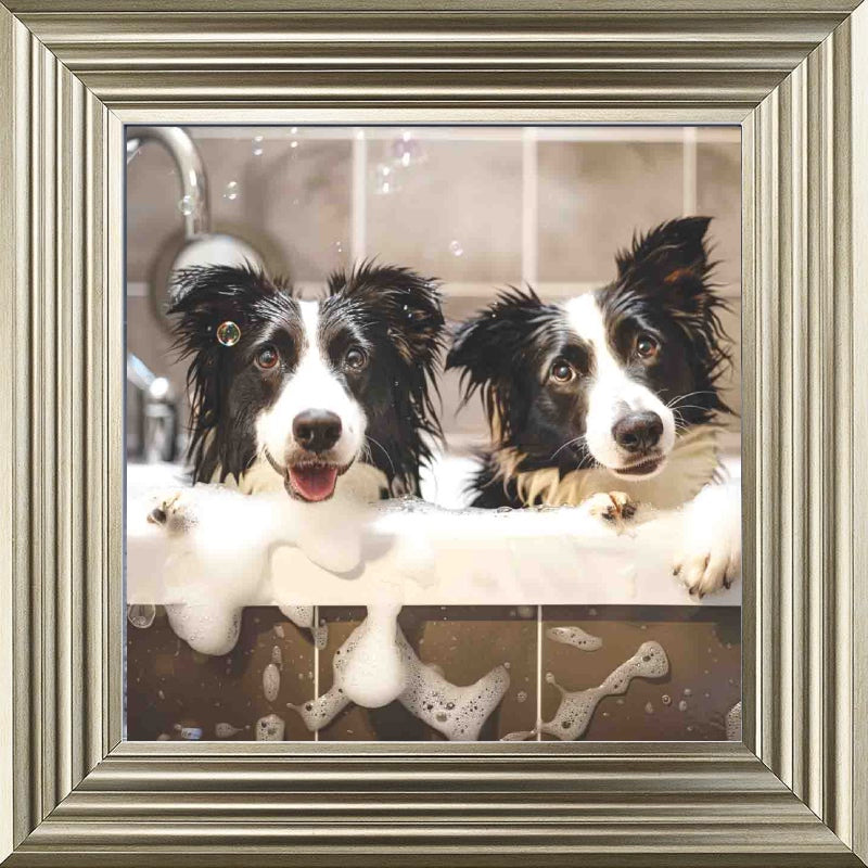 Border Collie Bath Time