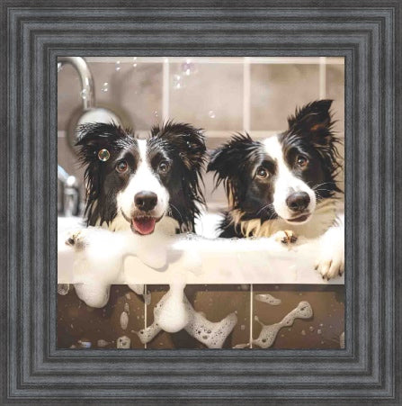 Border Collie Bath Time