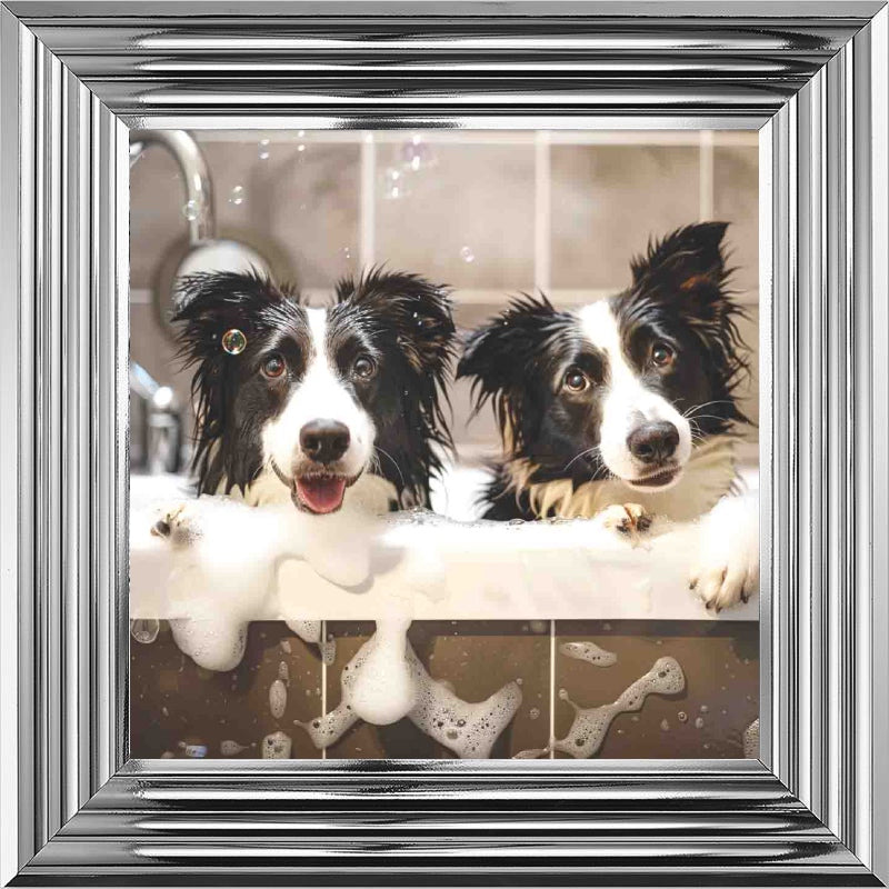 Border Collie Bath Time