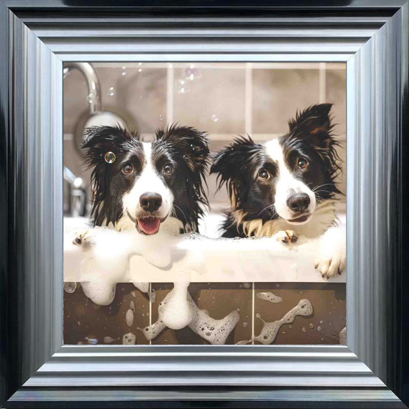 Border Collie Bath Time