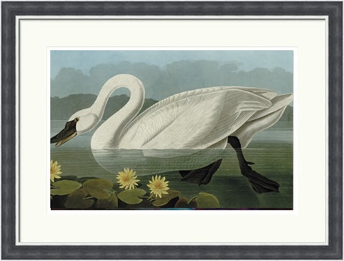 Common American Swan by John James Audubon