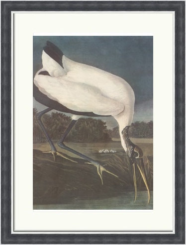 Wood Ibis by John James Audubon