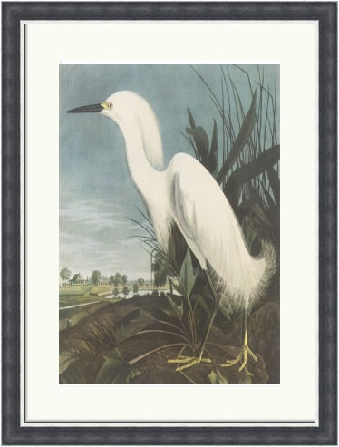 Snowy Egret by John James Audubon