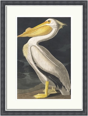 American White Pelican by John James Audubon