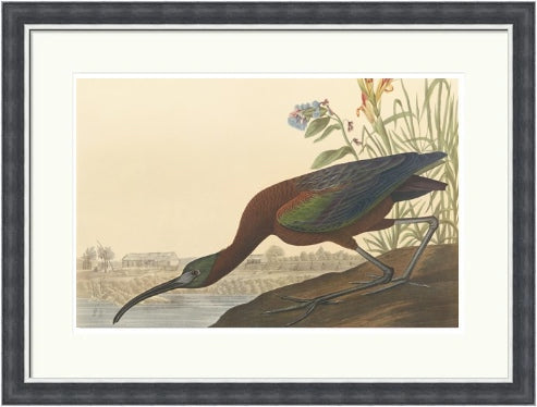 The Glossy Ibis by John James Audubon