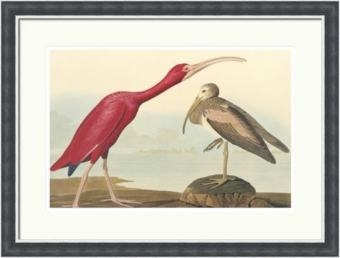 The Scarlet Ibis by John James Audubon
