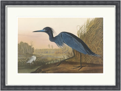 Blue Crane by John James Audubon