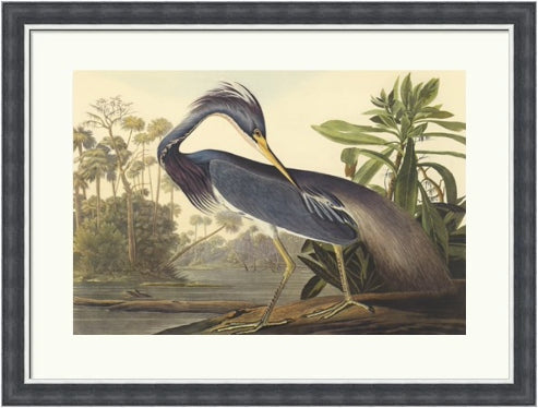 Louisiana Heron by John James Audubon
