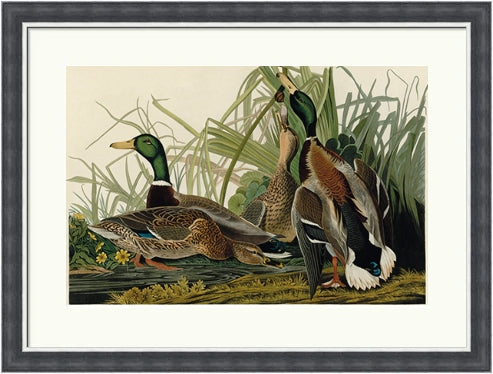 Mallard Duck by John James Audubon