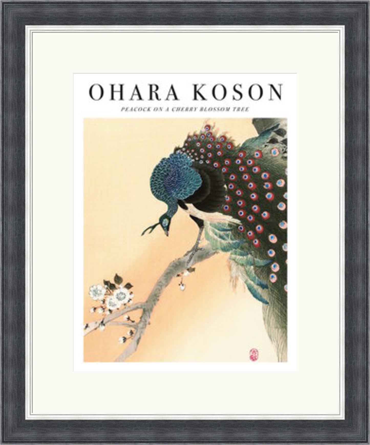 Peacock on a Cherry Blossom by Ohara Koson