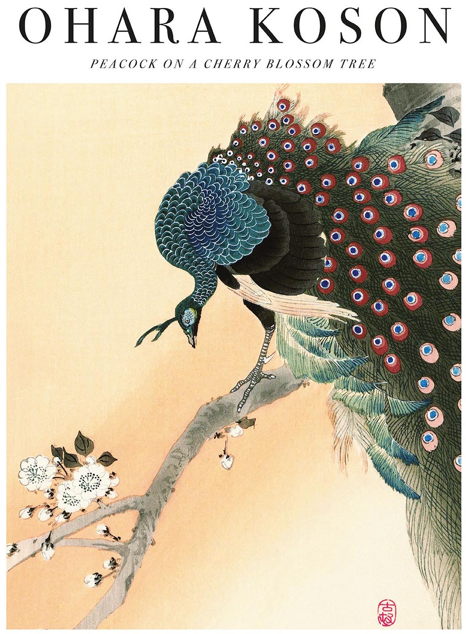 Peacock on a Cherry Blossom by Ohara Koson