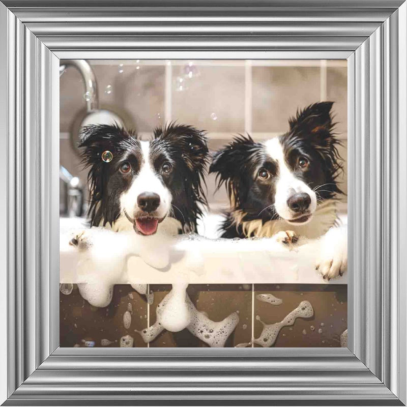 Border Collie Bath Time