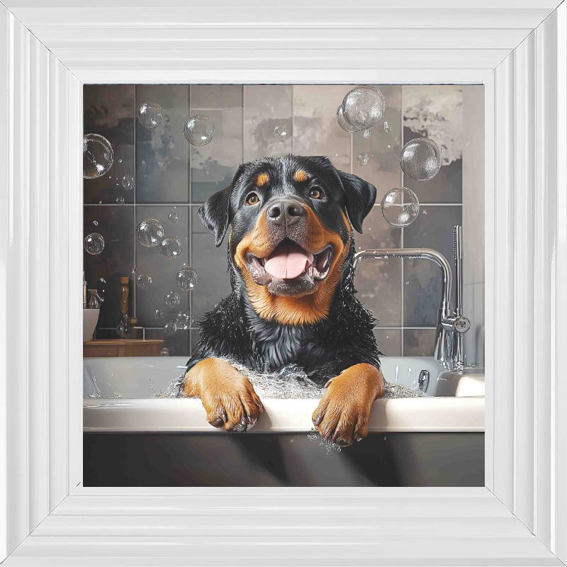 Rotweiller Bath Time