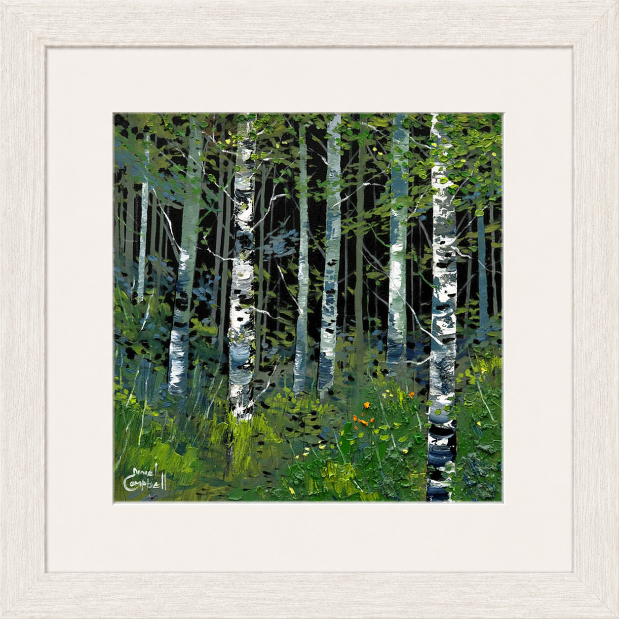 Silver Birches in Summer by Daniel Campbell framed wall art print showing silver birch trees surrounded by fresh summer greenery