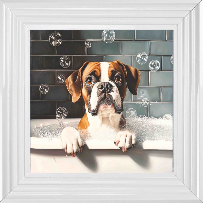 Boxer Bath Time