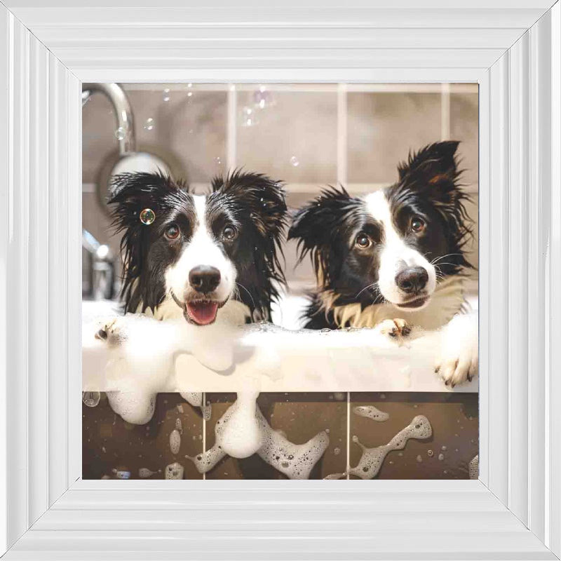Border Collie Bath Time