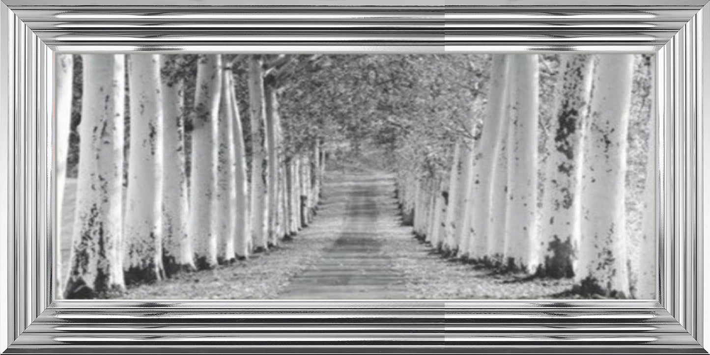 Tree Lined Walk