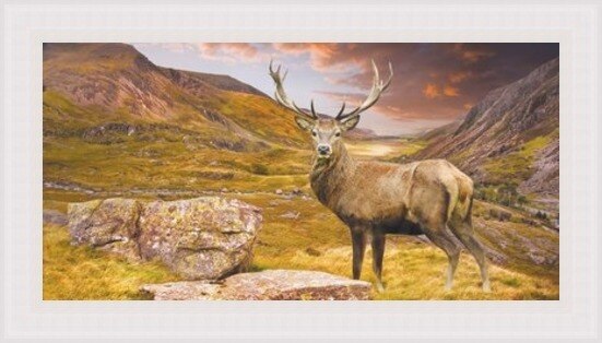Stag