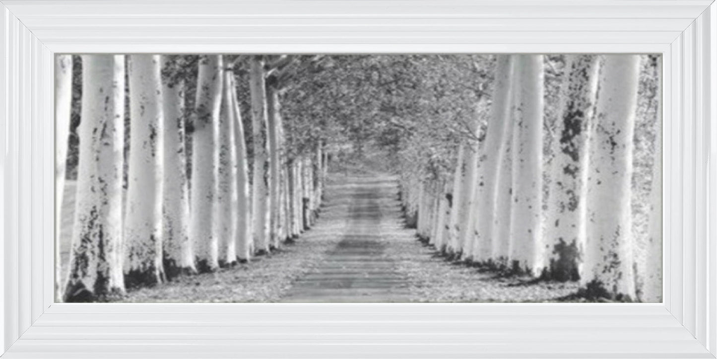 Tree Lined Walk