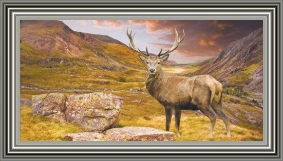Stag