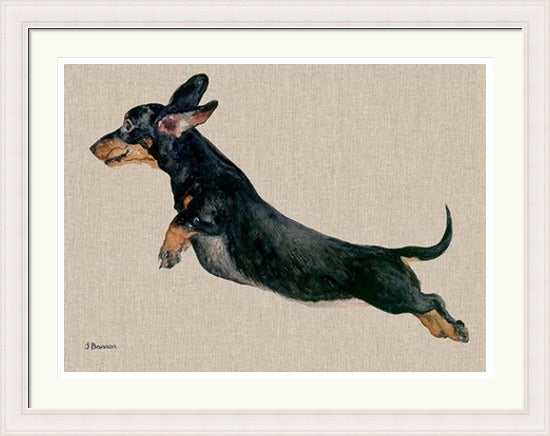 Freddy Dachshund Framed Art Print by Jane Bannon