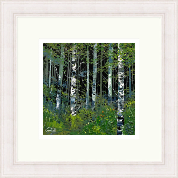 Silver Birches in Summer by Daniel Campbell