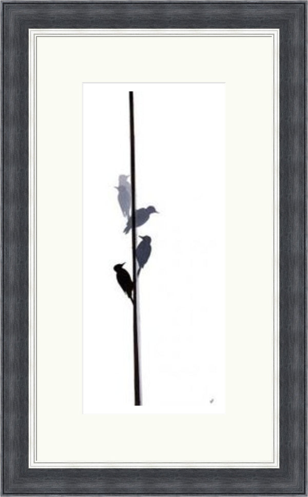 Woodpecker by Sandra Vick