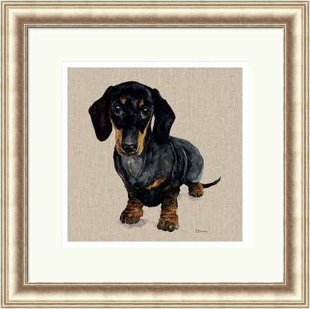 Danny Dachshund Framed Print by Jane Bannon